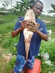 Catfish (Live/Smoked) - D-Levites Concepts - 2