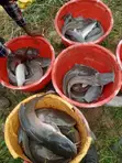 Catfish (Live/Smoked) - D-Levites Concepts - 4