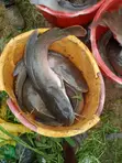 Catfish (Live/Smoked) - D-Levites Concepts - 5