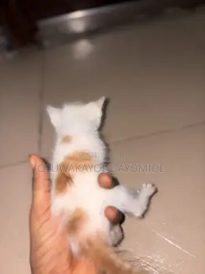 American Shorthair Kitten - 1-3 Months Male