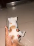 American Shorthair Kitten - 1-3 Months Male - 1