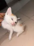 American Shorthair Kitten - 1-3 Months Male - 2