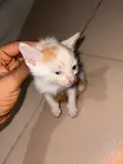 American Shorthair Kitten - 1-3 Months Male - 3