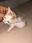 American Shorthair Kitten - 1-3 Months Male - 4