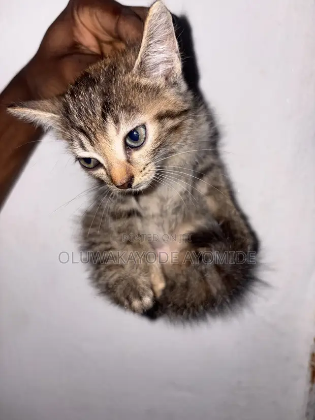American Shorthair Kitten - 1-3 Months Female - 1