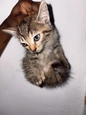 American Shorthair Kitten - 1-3 Months Female