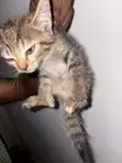 American Shorthair Kitten - 1-3 Months Female - 2