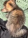 American Shorthair Kitten - 1-3 Months Female - 3