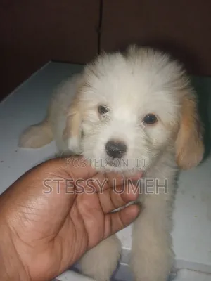 1-3 Month Male Purebred Lhasa Apso Puppy