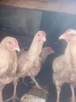 3 Months Old Broiler Chickens - 1