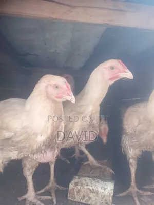 3 Months Old Broiler Chickens
