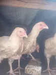 3 Months Old Broiler Chickens - 2
