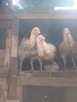 3 Months Old Broiler Chickens - 3