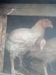 3 Months Old Broiler Chickens - 4