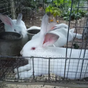 Landan Rabbit Farm - Hyla Broiler Rabbits