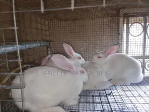 Landan Rabbit Farm - Hyla Broiler Rabbits