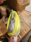 Ratchet Belt, 10 Ton Container - 2