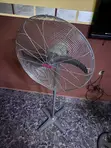 Ox Fan Mai Kan Biyu - Girman Gaske - 2