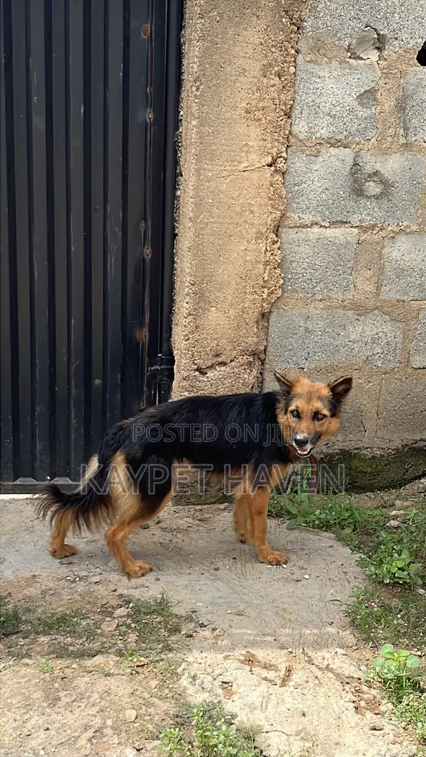 Purebred German Shepherd - 1+ Year Female - 1