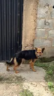 Purebred German Shepherd - 1+ Year Female - 1