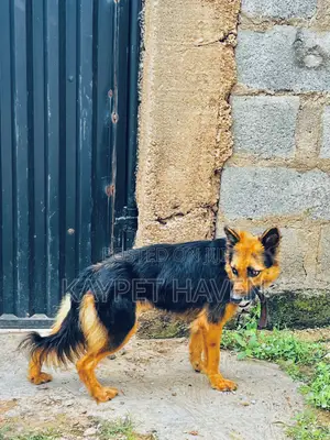 Purebred German Shepherd - 1+ Year Female