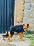 Purebred German Shepherd - 1+ Year Female - 2