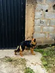 Purebred German Shepherd - 1+ Year Female - 3