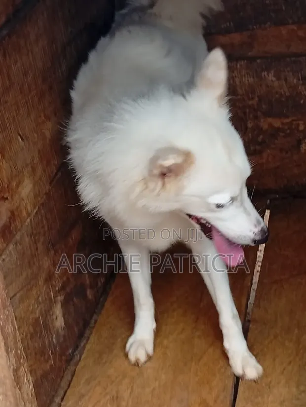 Amerikan Eskimo Mai Shekara 1+ Mace Mai Tsarki - 1