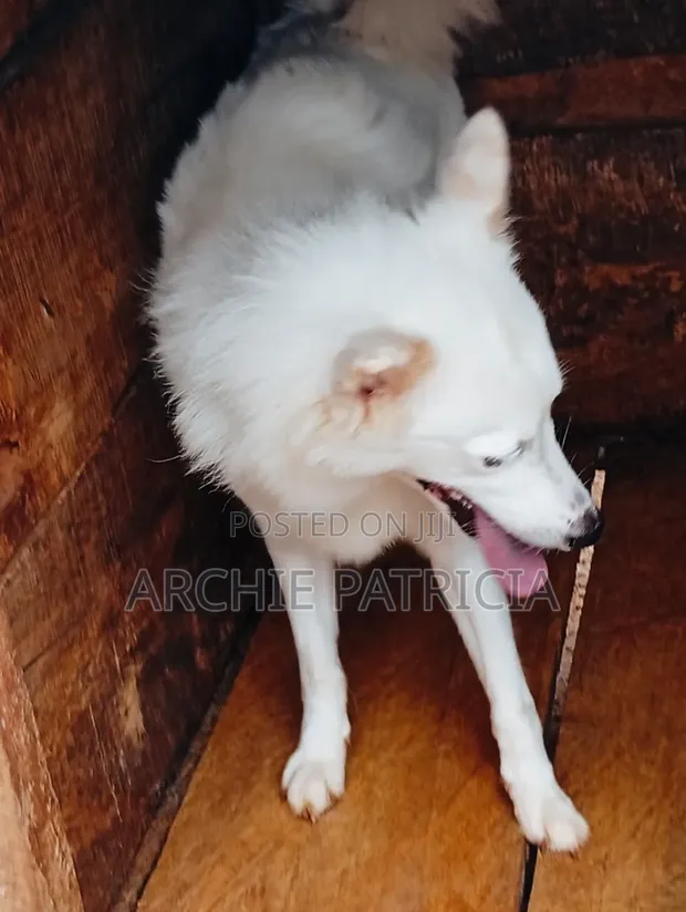 American Eskimo Dog - 1+ Shekara Mace Purebred - 1