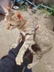 3-6 Month Male Purebred American Shorthair Kitten - 1