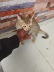 3-6 Month Male Purebred American Shorthair Kitten - 2