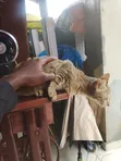 3-6 Month Male Purebred American Shorthair Kitten - 3