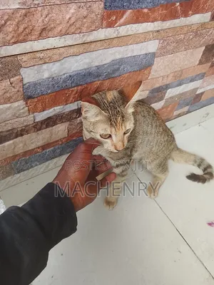 3-6 Month Male Purebred American Shorthair Kitten