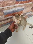3-6 Month Male Purebred American Shorthair Kitten - 4