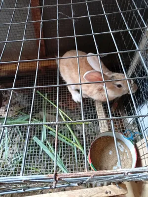 American Chinchilla Rabbits