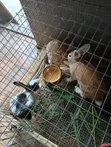 Zakin Chinchilla na Amurka - 2