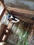 Zakin Chinchilla na Amurka - 3