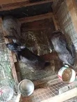 Zakin Chinchilla na Amurka - 4