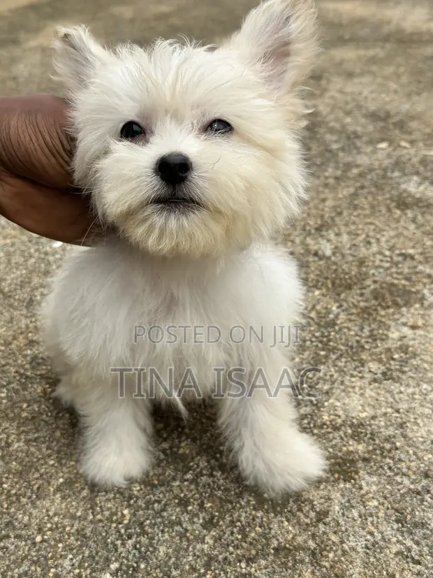 Male Purebred Lhasa Apso Puppy (0-1 Month) - 1
