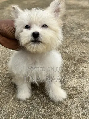 Male Purebred Lhasa Apso Puppy (0-1 Month)