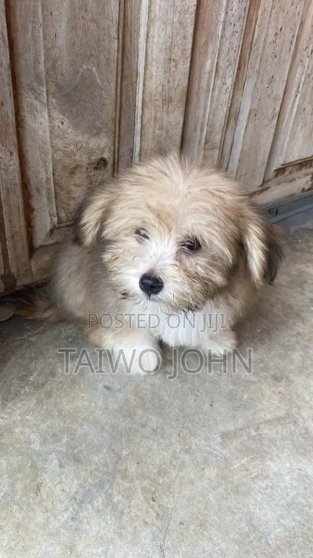 Male Purebred Lhasa Apso Puppy (1-3 Months) - 1