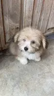 Male Purebred Lhasa Apso Puppy (1-3 Months) - 1