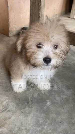 Male Purebred Lhasa Apso Puppy (1-3 Months)