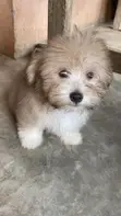 Male Purebred Lhasa Apso Puppy (1-3 Months) - 2