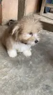 Male Purebred Lhasa Apso Puppy (1-3 Months) - 3
