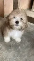 Male Purebred Lhasa Apso Puppy (1-3 Months) - 4