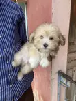 Male Purebred Lhasa Apso Puppy (1-3 Months) - 5
