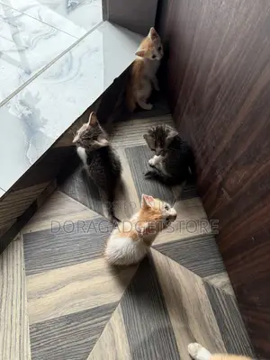 Female Mixed Breed Cat, 0-1 Month Old