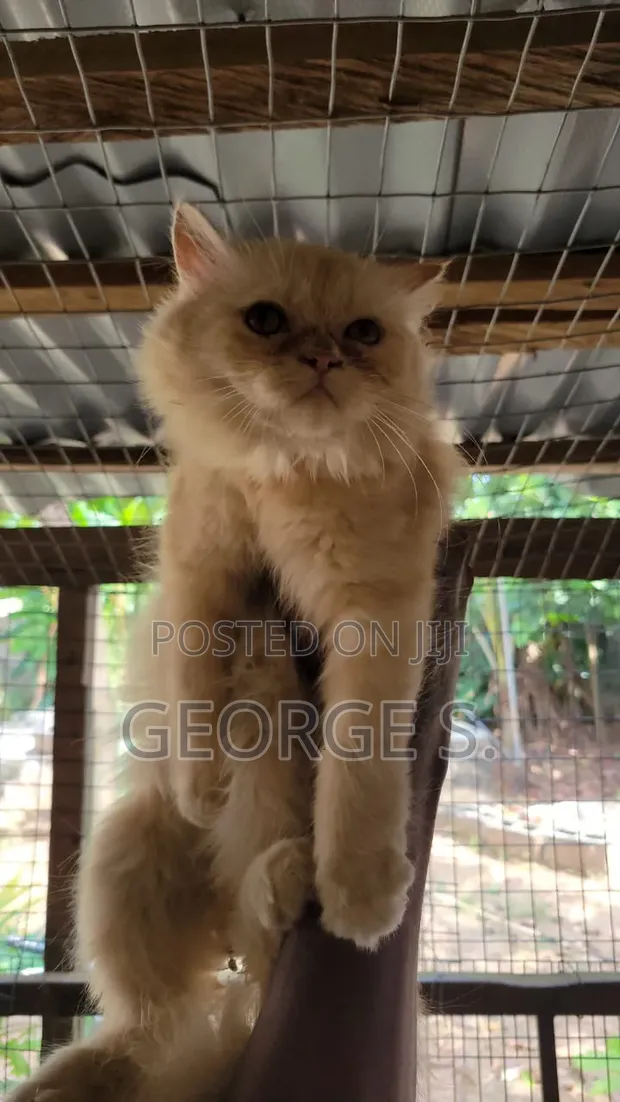 Purebred Persian Cat - 5 Months Old - 1