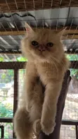 Purebred Persian Cat - 5 Months Old - 2
